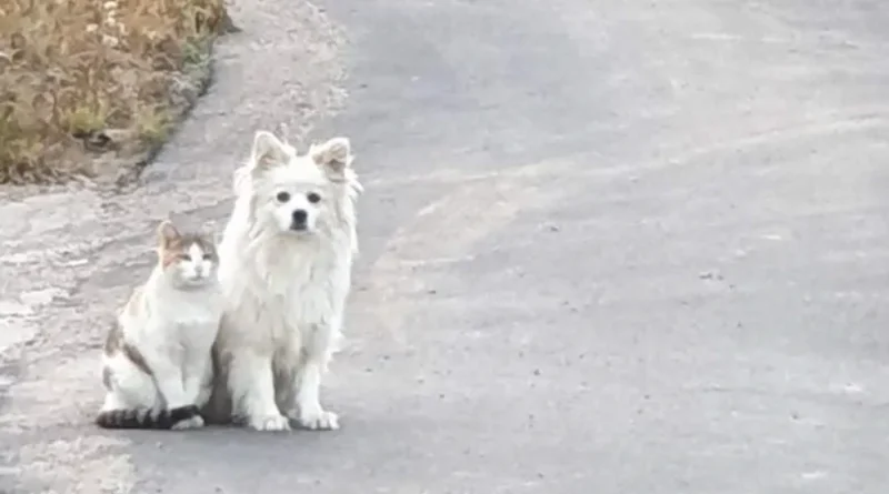 고양이 산책길 동반자 강아지