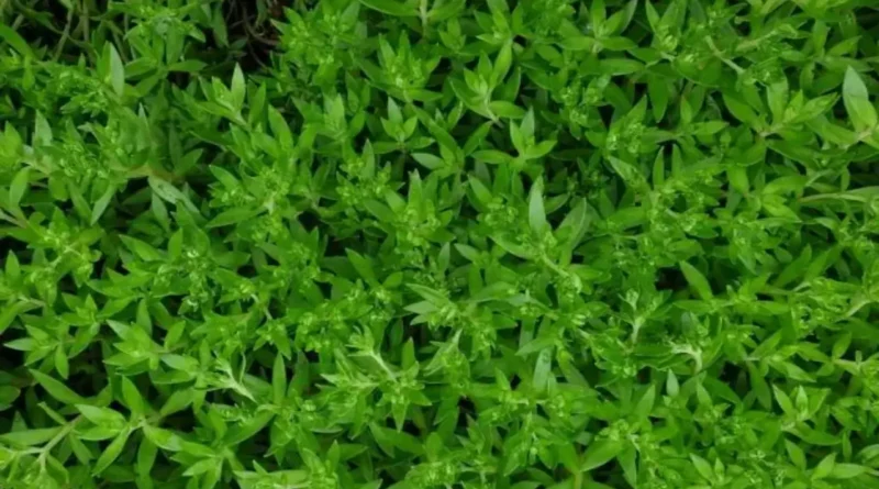 골다공증, 만성간염에 좋은 돌나물