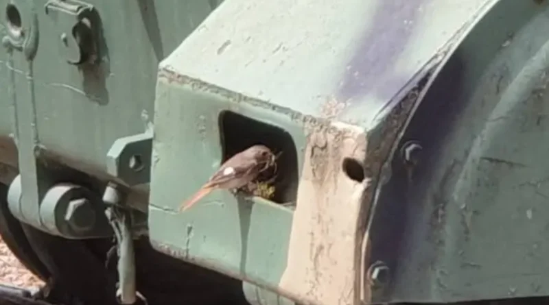 탱크에 딱새가 집을 짓게 된 사연이 시작된 곳입니다