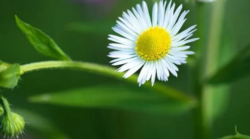항암효과가 큰 망초, 계란 노른자와 흰자 비슷하다고 해서 계란 후라이 꽃이라고 부르는 사람도 있습니다.