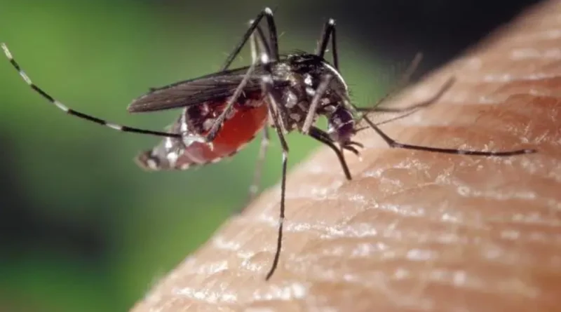 모기퇴치, 피를 빨고 있는 모기, 자신의 몸무게 두 배의 피를 흡입합니다