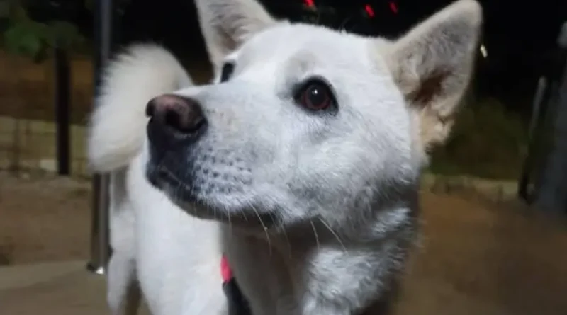 반려견 물 공포 극복기, 가을이 이야기입니다