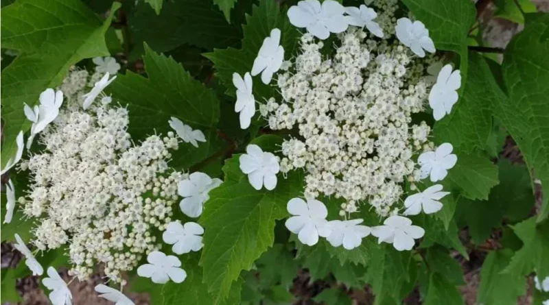 간 기능 회복에 좋은 백당나무 꽃