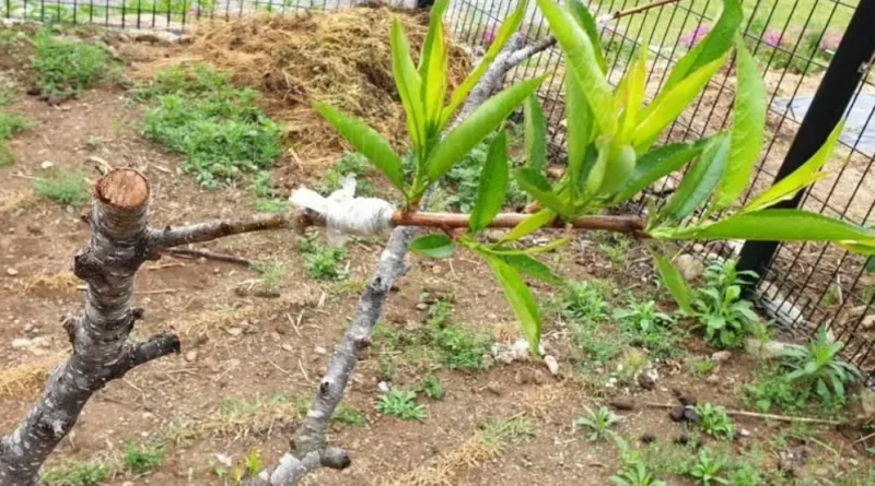 전원생활 취미, 돌복숭아를 대목으로 천도를 접 붙인 장면