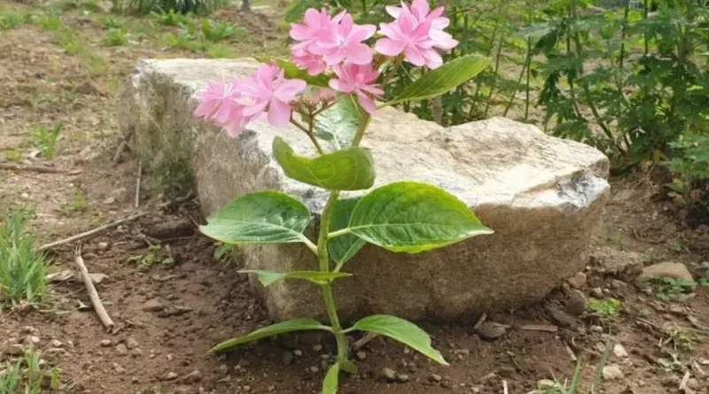 지난해 삽목한 수국을 정원에 옮겨 심은 모습입니다