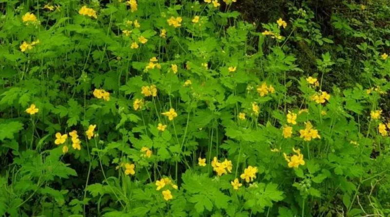 머리 지루성 피부염과 애기똥풀