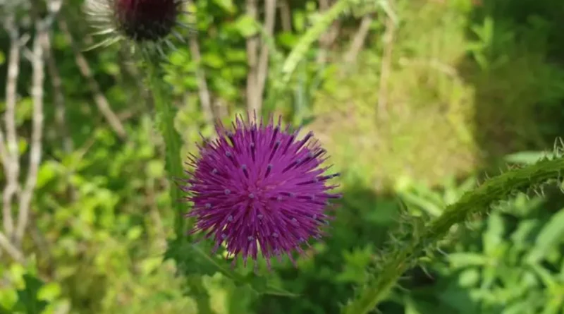 엉겅퀴 꽃 모양