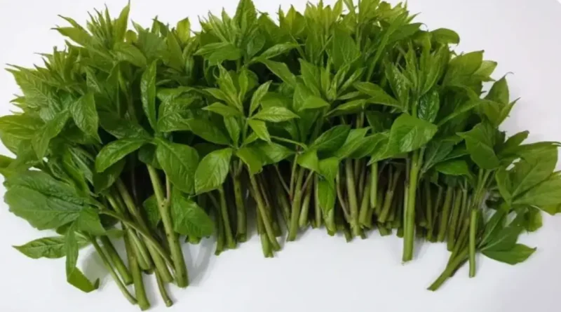 오가피 나물 이미지