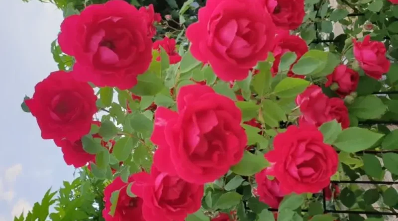 우리집 정원에 핀 줄장미