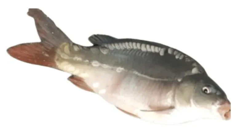 건강식품 향어 이미지