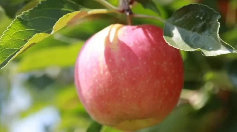 정원에 과일나무 심기