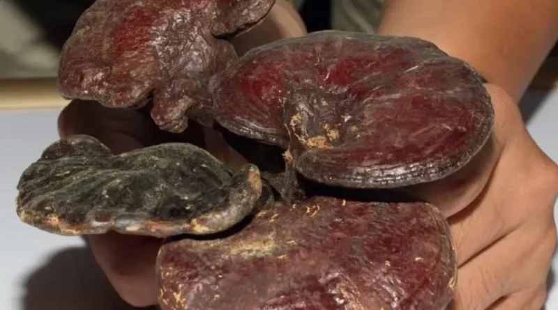 강아지 한약재 영지버섯