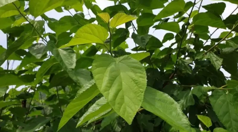 뽕잎은 뽕잎차 등 다양한 요리에 활용됩니다