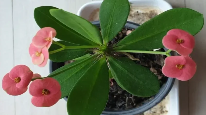 일 년 내내 꽃을 피우는 식물, 지난해 꺽꽂이 한 꽃기린 입니다