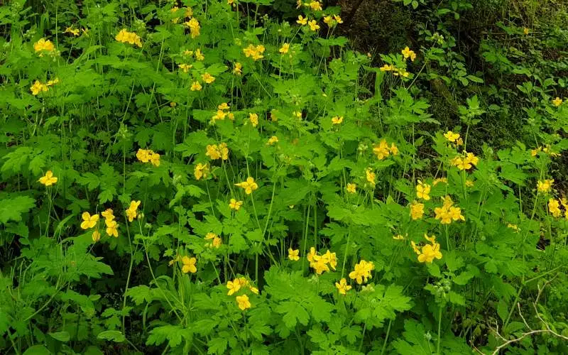 애기똥풀은 아무곳에서나 잘 자라는 두해살이 풀입니다.