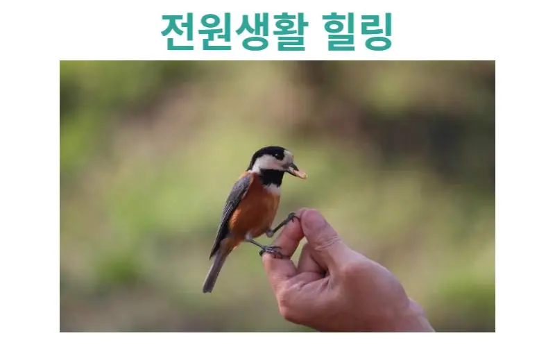 전원생활 힐링, 곤줄박이는 사람에 대한 경계심이 적은 새 종류 중 하나입니다
