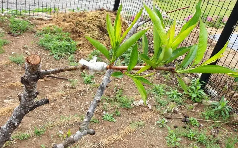 전원생활 취미, 돌복숭아를 대목으로 천도를 접 붙인 장면