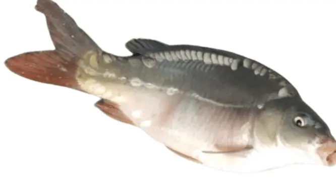 건강식품 향어 이미지