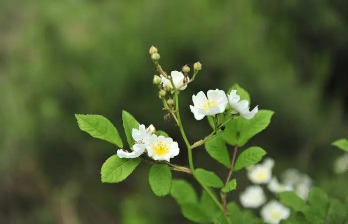 찔래 꽃 이미지입니다. 장미보다 화려하진 않지만, 순수한 우리 민족을 닮았습니다.