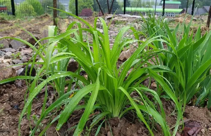 피부미용에 좋은 원추리