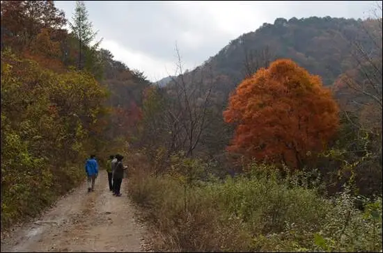 비수구미 임도