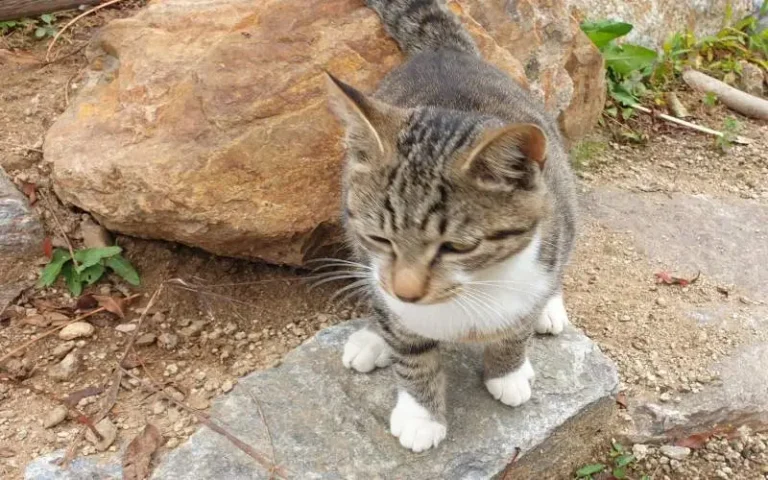 고양이 아플때 응급처치 방법-이 글의 주인공 별이입니다