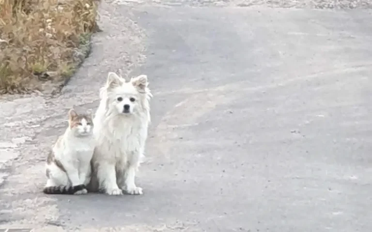 고양이 산책길 동반자 강아지