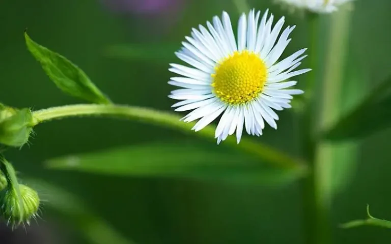 항암효과가 큰 망초, 계란 노른자와 흰자 비슷하다고 해서 계란 후라이 꽃이라고 부르는 사람도 있습니다.