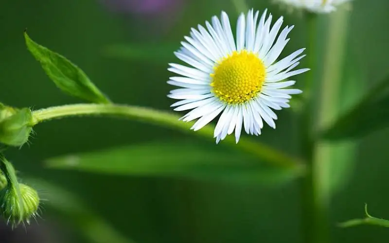 항암효과가 큰 망초, 계란 노른자와 흰자 비슷하다고 해서 계란 후라이 꽃이라고 부르는 사람도 있습니다.