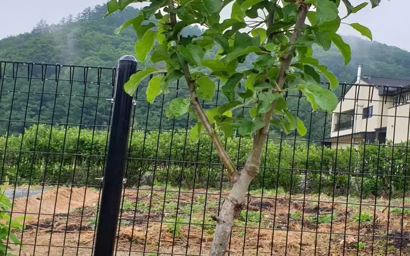 전원생활 취미, 야광나무를 대목으로 알프스오토매(애기사과) 접을 붙인 장면