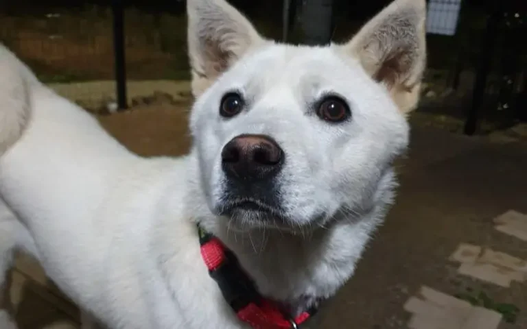 우리집 반려견 가을이, 아주 영리한 녀석입니다