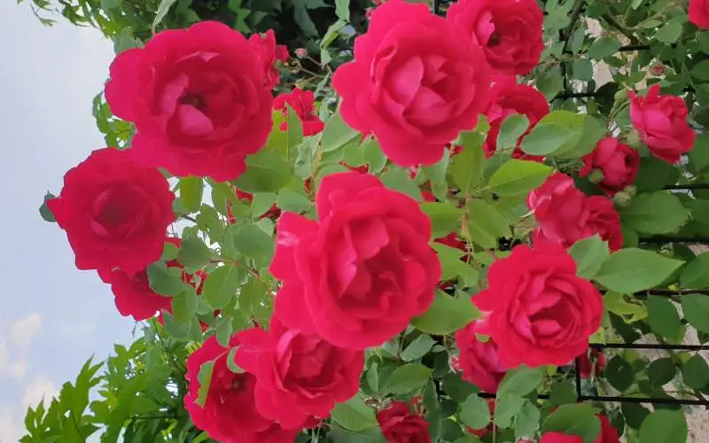 우리집 정원에 핀 줄장미