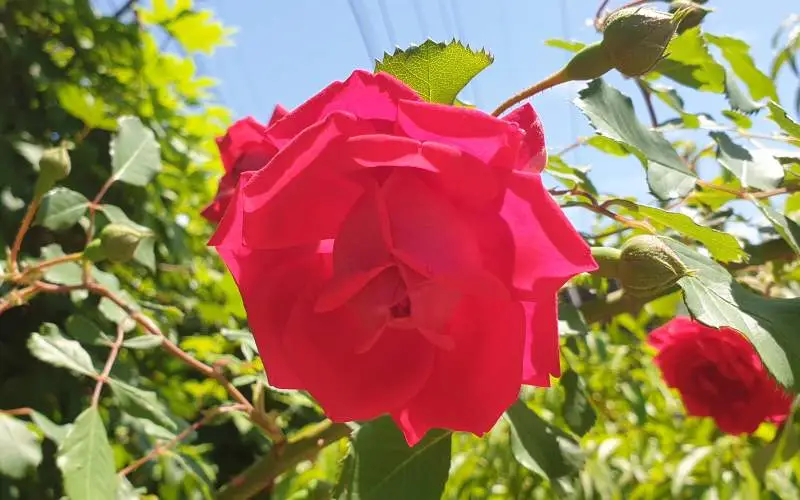 5월, 장미의 계절입니다