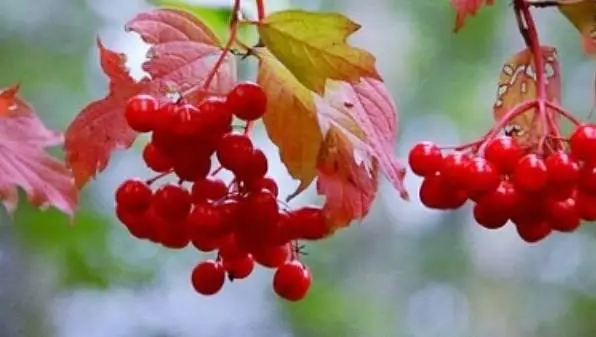 백당나무 열매 이미지