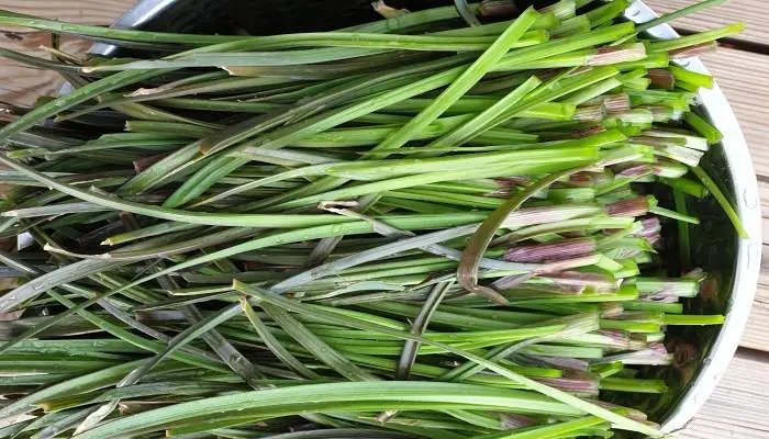 손질한 산부추 이미지입니다