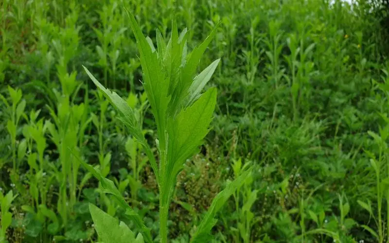 망초, 꽃이 피기전 이미지입니다