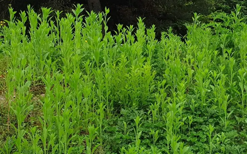 시골에 가면 망초가 사방에 널려 있습니다.