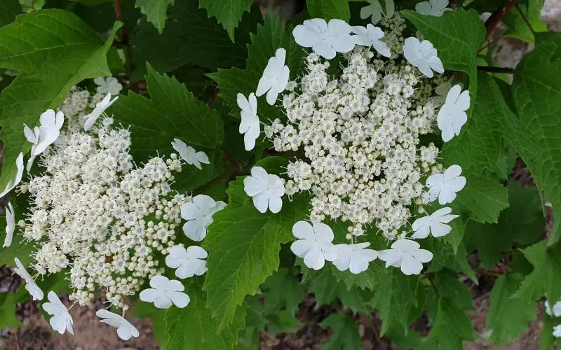 간 기능 회복에 좋은 백당나무 꽃
