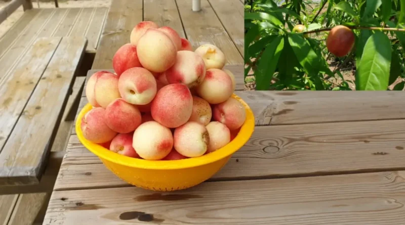 과일 싸게 구입하는 방법 중 하나는 직접 재배입니다.