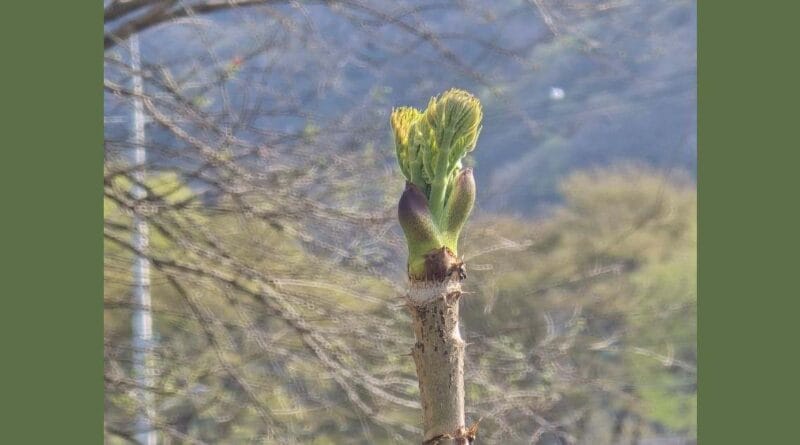 두릅 맛있게 먹는 방법 관련 이미지