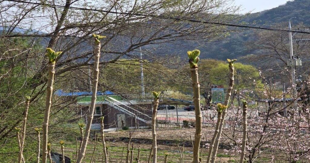 두릅나무 재배 방법 관련 이미지