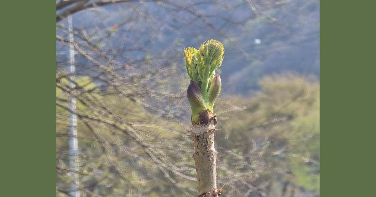 두릅 맛있게 먹는 방법 · 두릅나무 재배 방법 · 전원생활 추천 작물