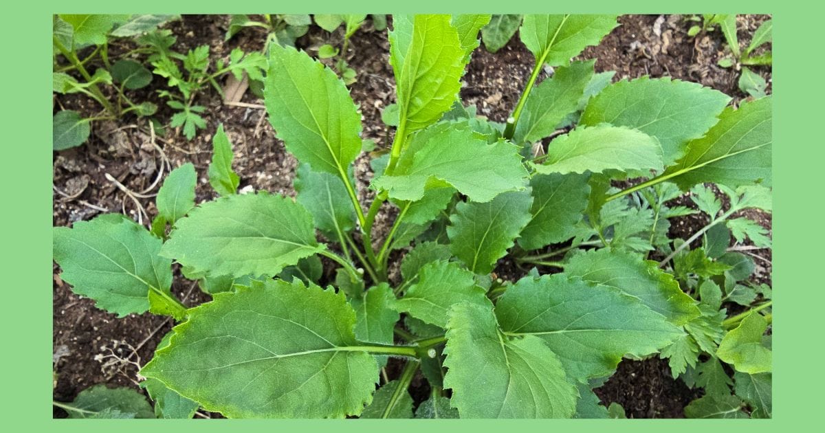 부지깽이 나물 재배, 한 번 심으면 해마다 올라오는 기적의 봄나물