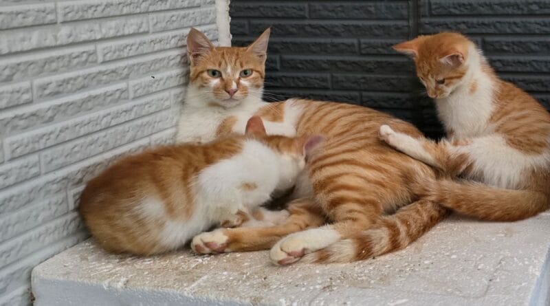 길고양이 사료 선택은 아이를 돌보는 엄마와 아기들에게도 중요합니다(우리집 별이와 아가들)